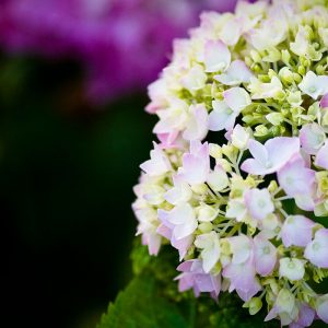 central landscape supply central landscape supply